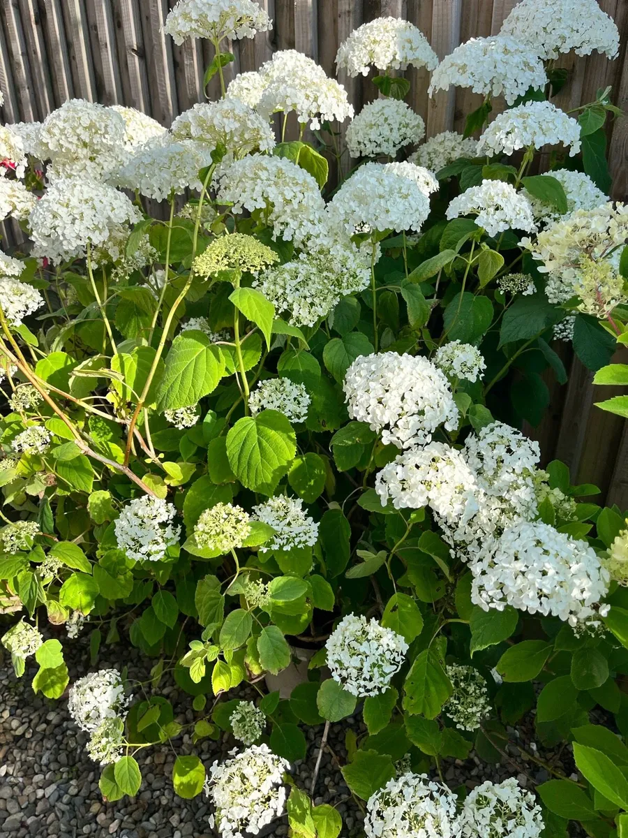 Need replanting asap - Image 1
