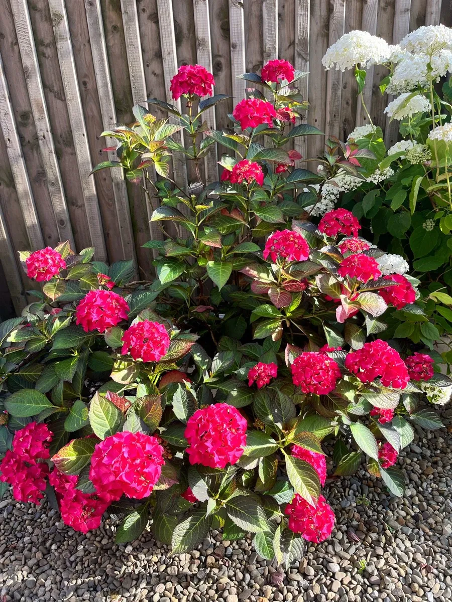 Need replanting asap - Image 4