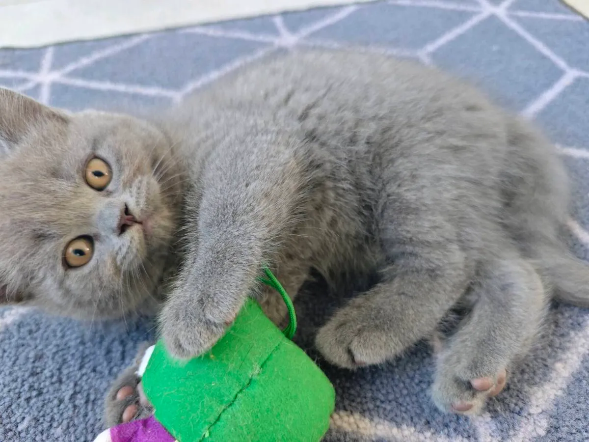 British blue READY TO GO 2 kittens left 🩷🩵 - Image 1