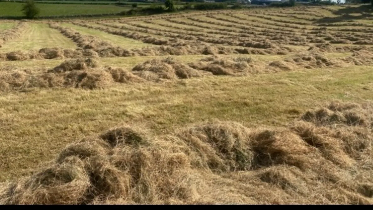 Square bales hay - Image 2