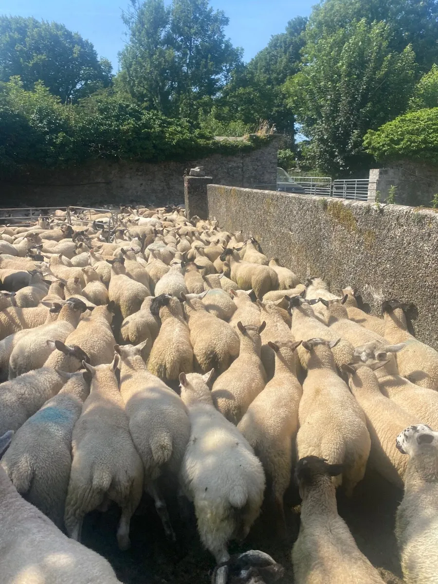 ✅ 450-500 store lambs to sell  ✅ - Image 4