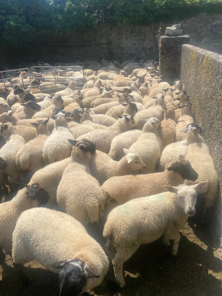 ✅ 450-500 store lambs to sell  ✅ - Image 1