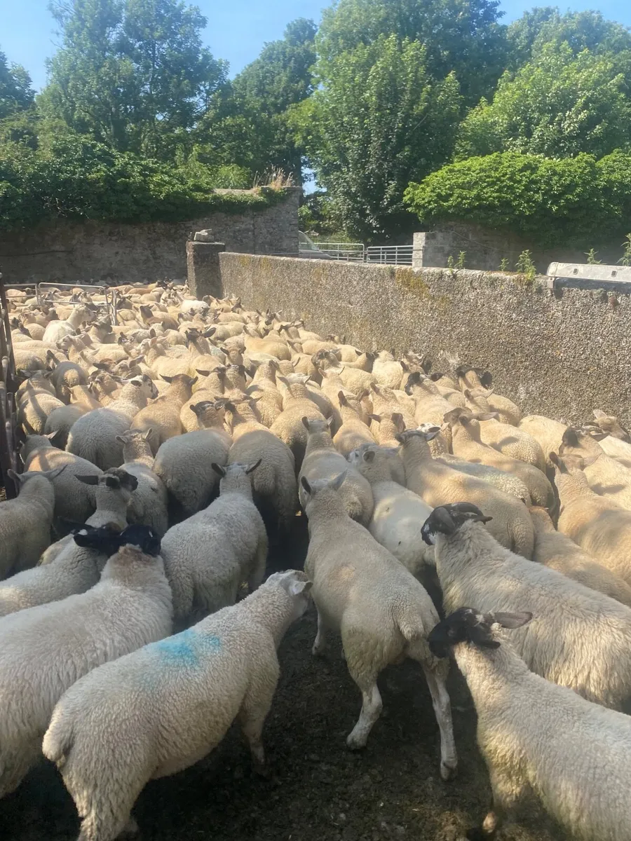 ✅ 450-500 store lambs to sell  ✅ - Image 2