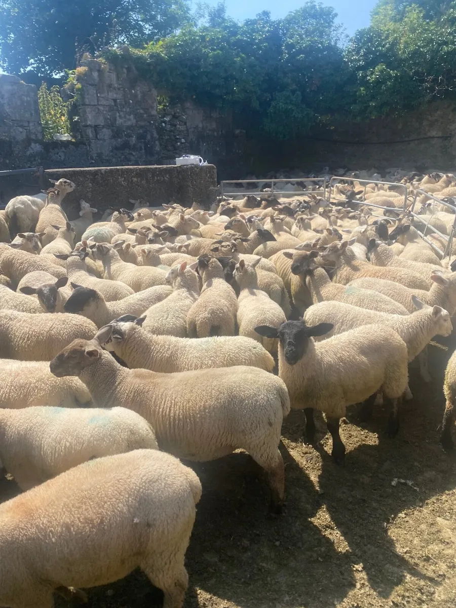✅ 450-500 store lambs to sell  ✅ - Image 3