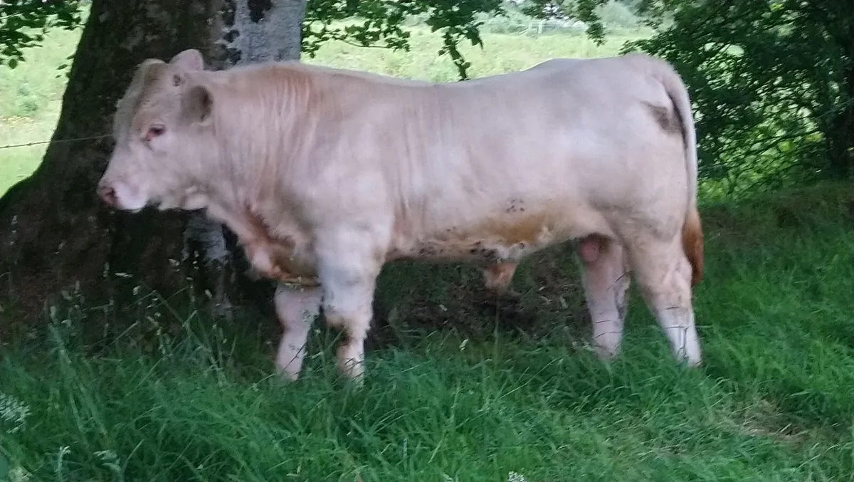 PEDIGREE CHAROLAIS FISTON BULL - Image 1
