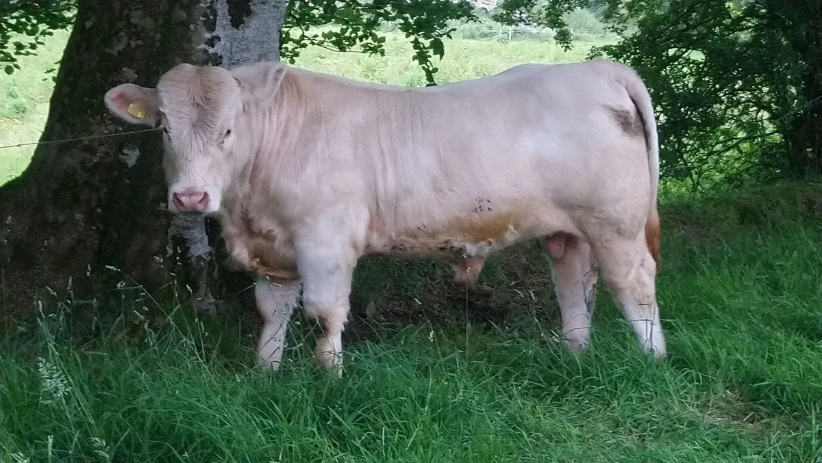 PEDIGREE CHAROLAIS FISTON BULL - Image 2