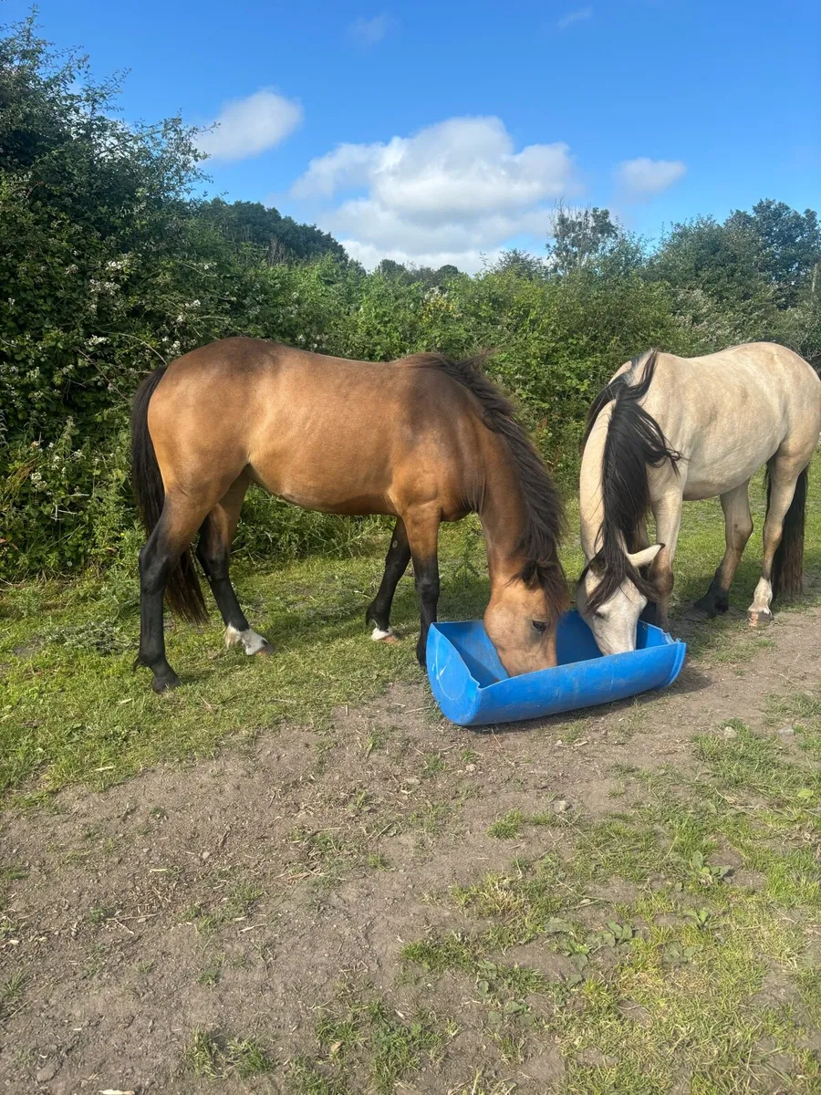 Pony - Image 1