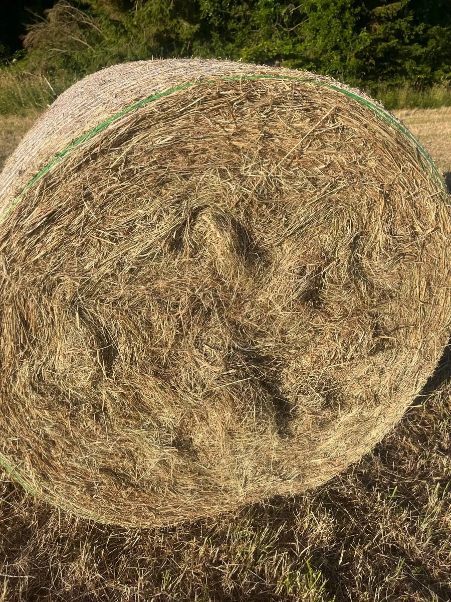 Hay Round bales for sale - Image 2