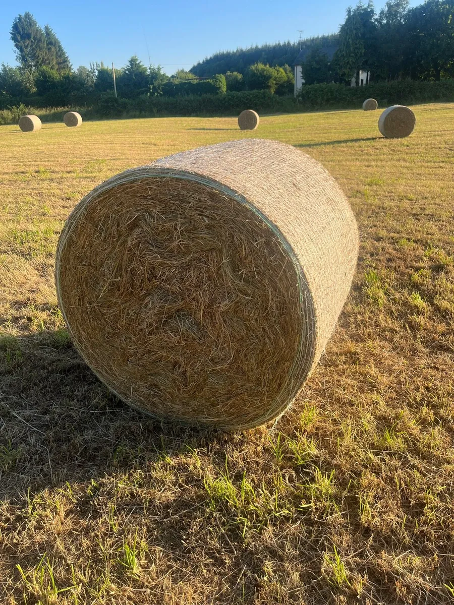 Hay Round bales for sale - Image 3