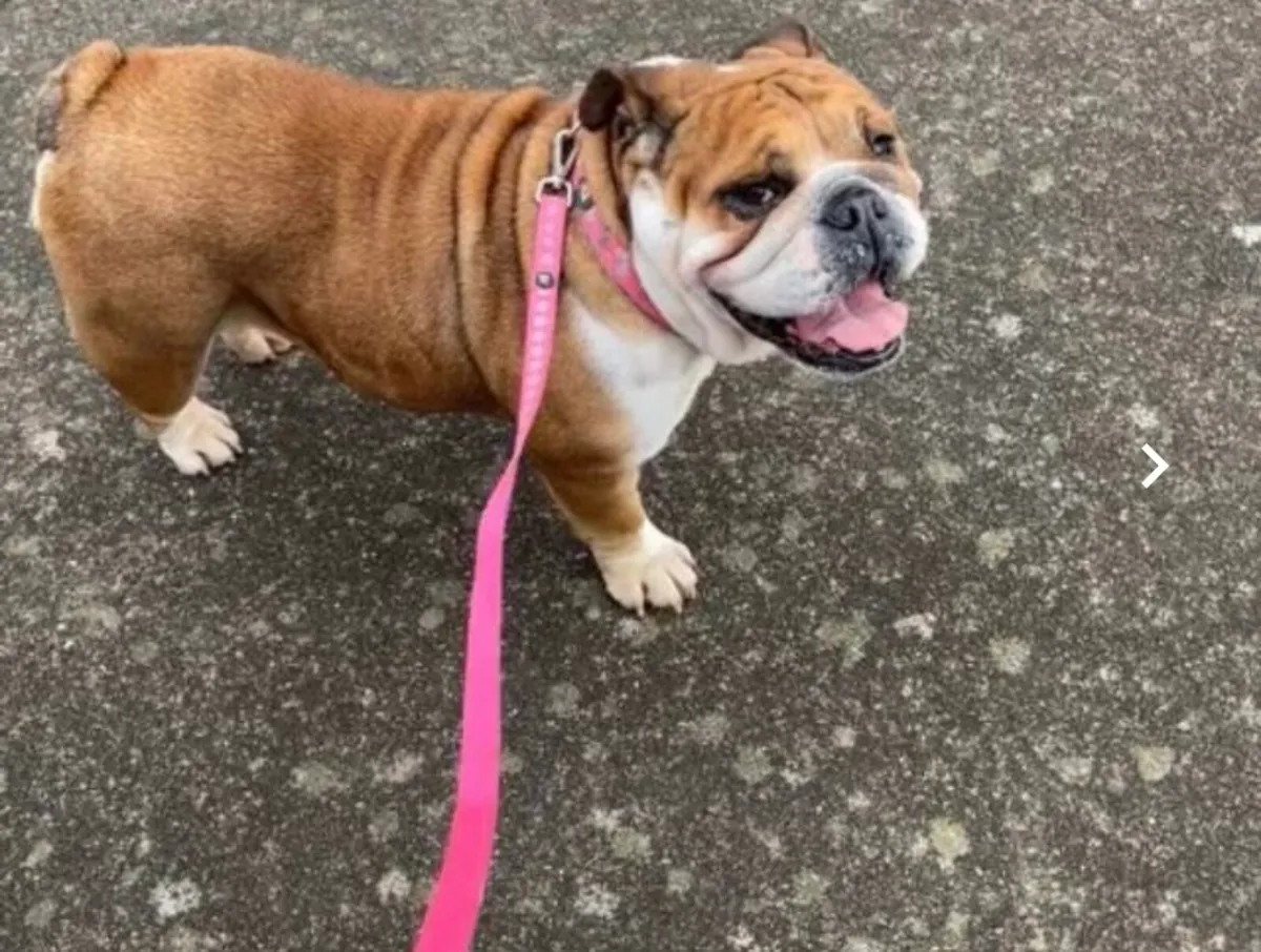 Dog walking - Image 2