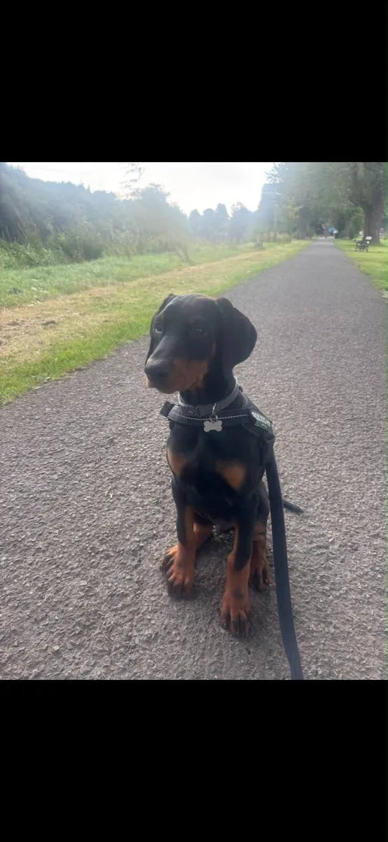 Dog walking - Image 3
