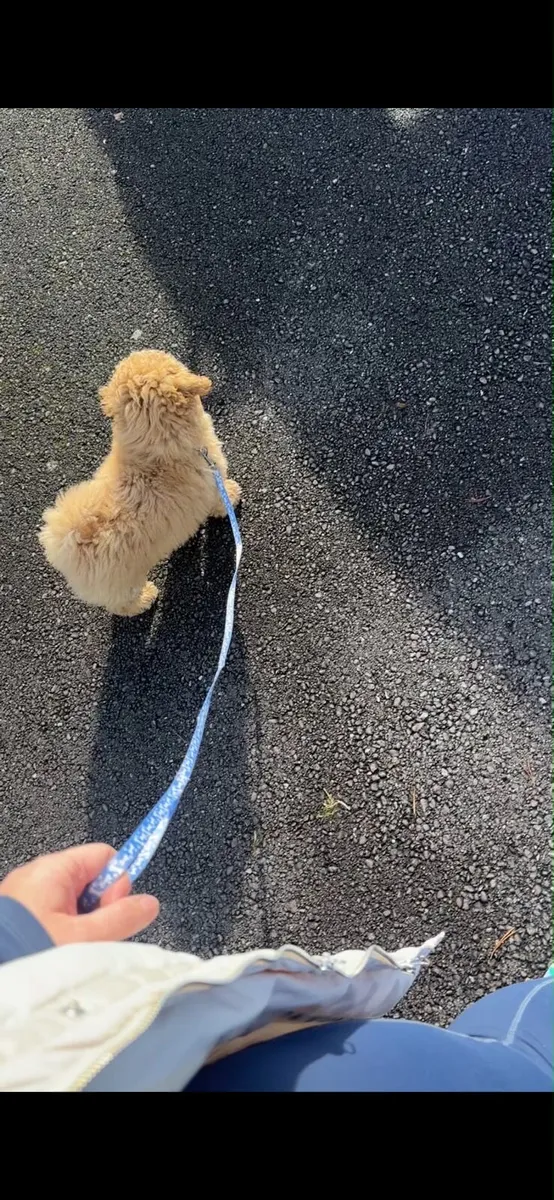 Dog walking - Image 4