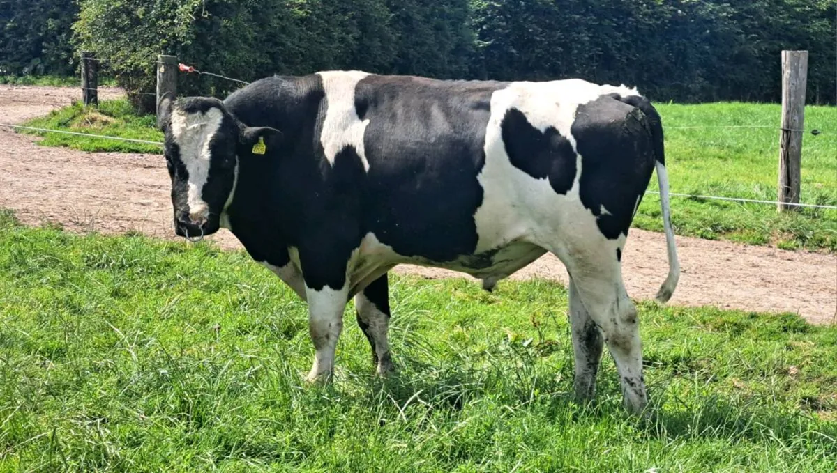 MATURE PEDIGREE HOLSTEIN BULLS - Image 2
