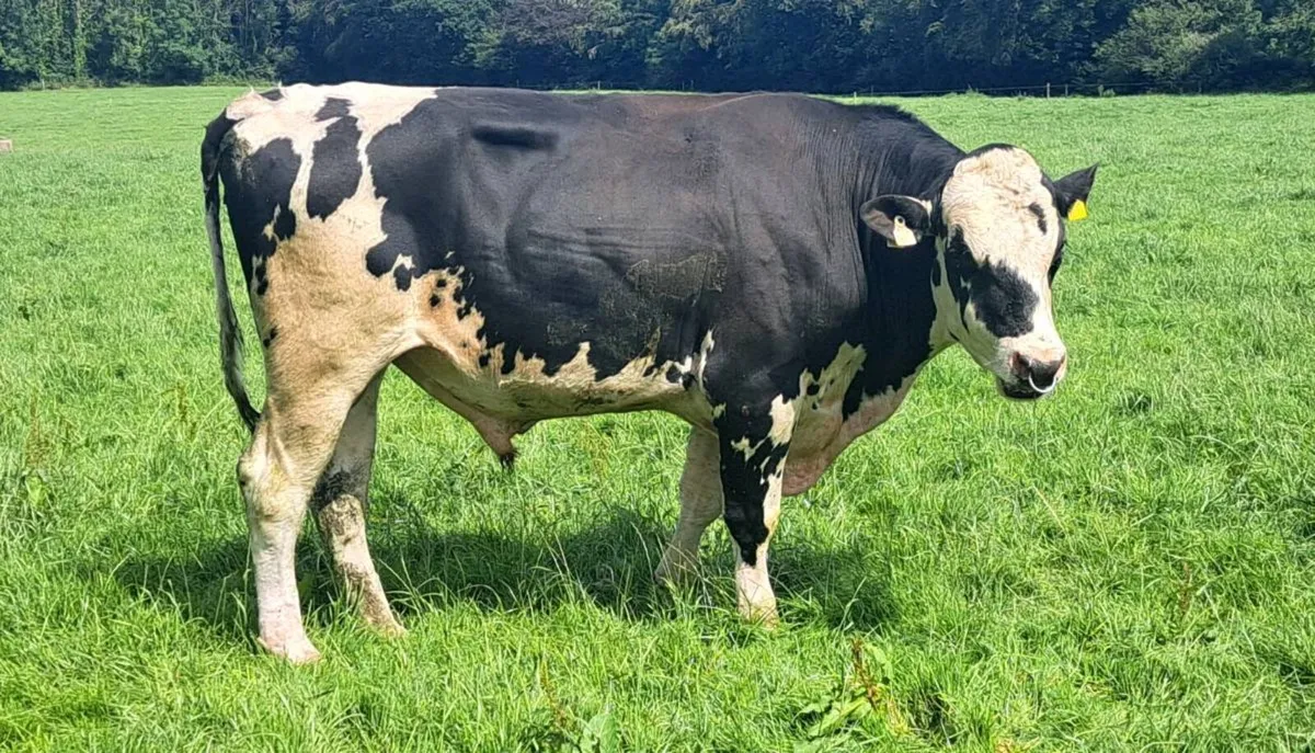 MATURE PEDIGREE HOLSTEIN BULLS - Image 1
