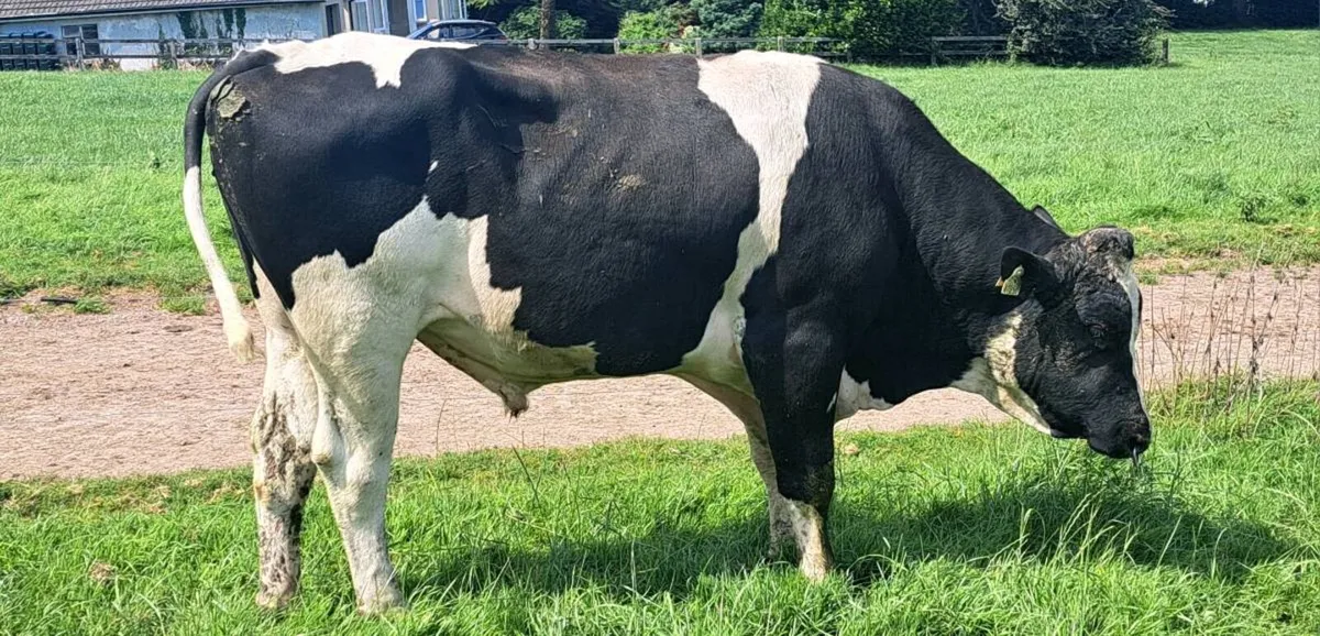MATURE PEDIGREE HOLSTEIN BULLS - Image 3