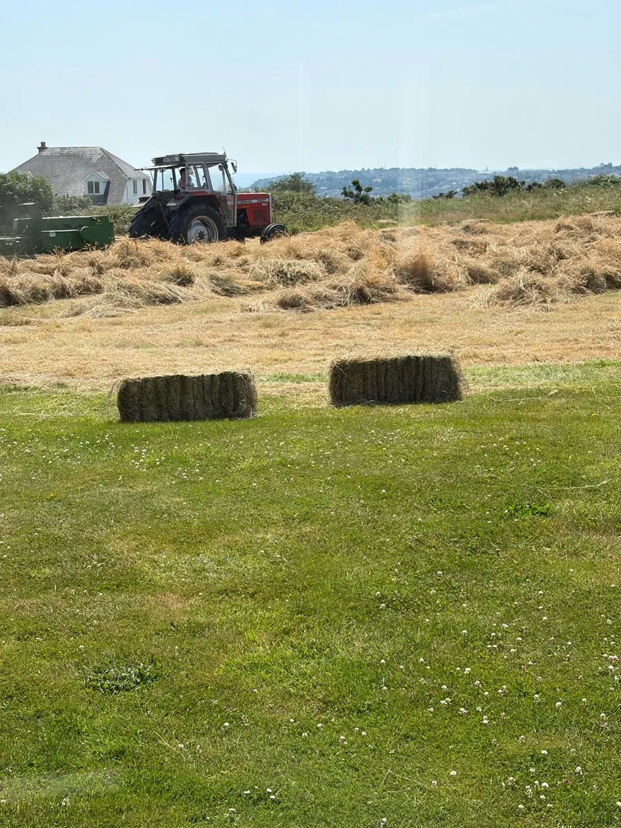 Hay - Image 1