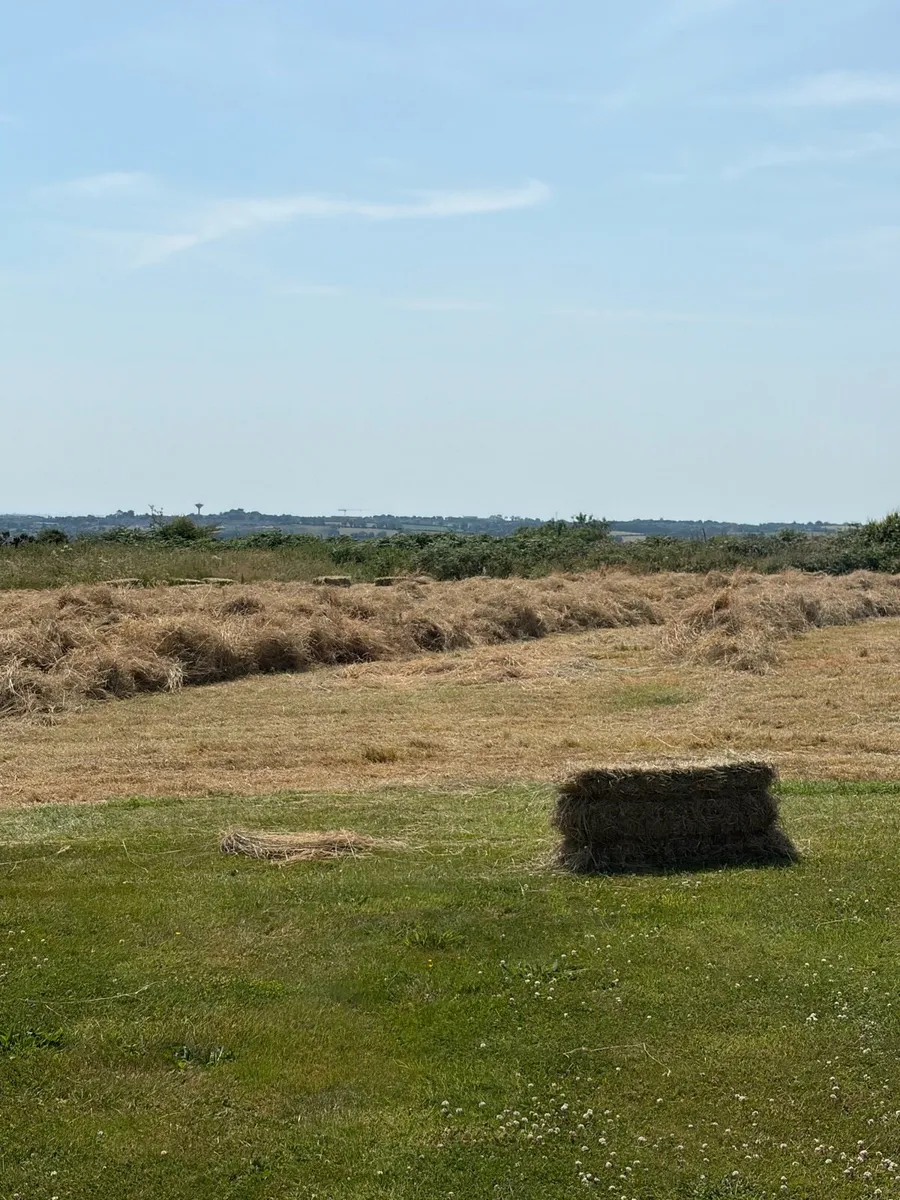 Hay - Image 2