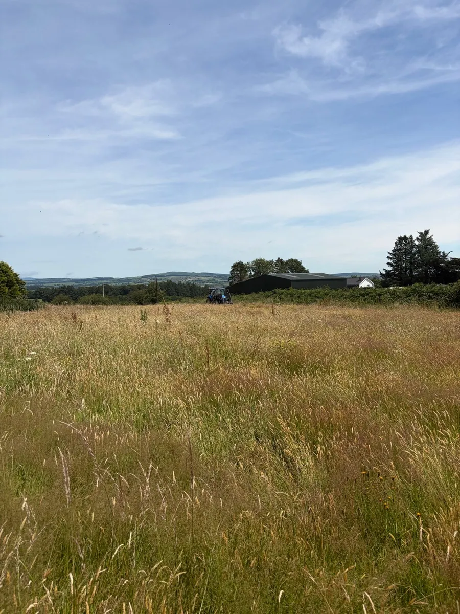 Hay - Image 4