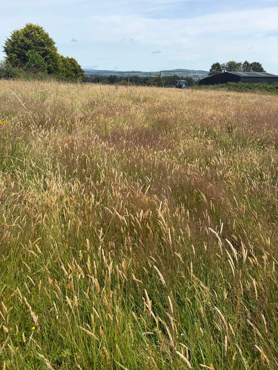 Hay - Image 3