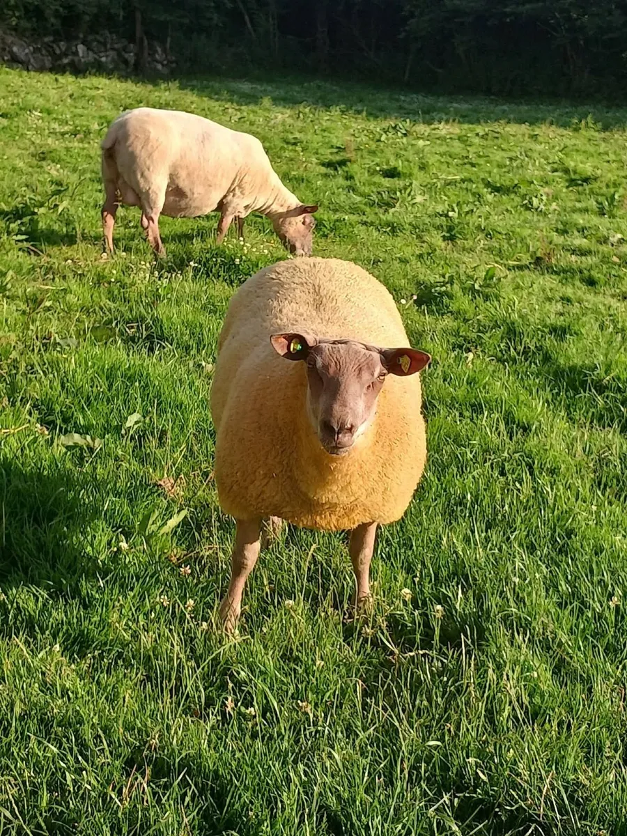 Rouge  Stock Ram - Image 3