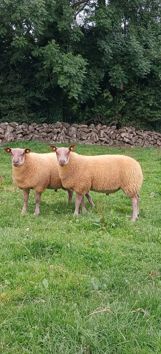 Rouge  Stock Ram - Image 1