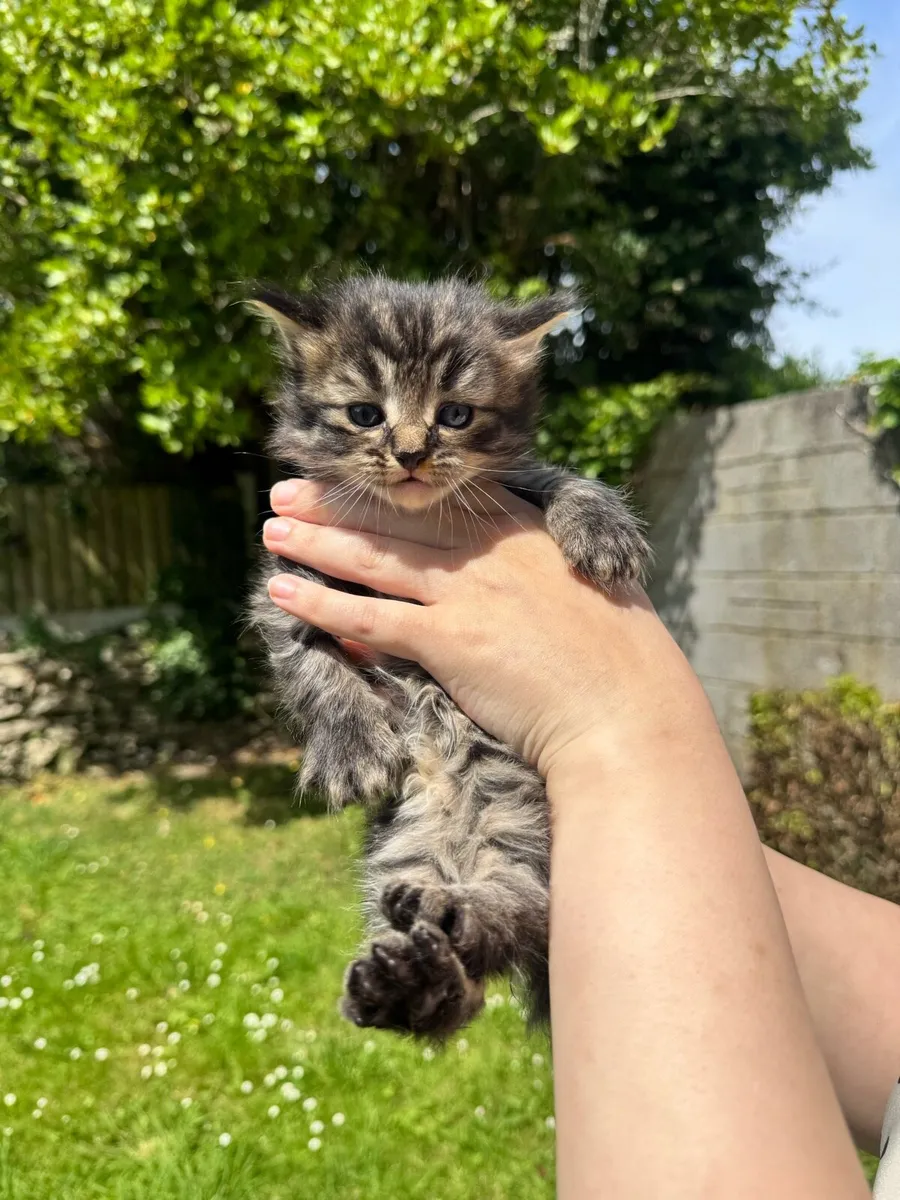BEAUTIFUL MAINECOON/Tabby MIX BLUE EYES KITTIN - Image 3