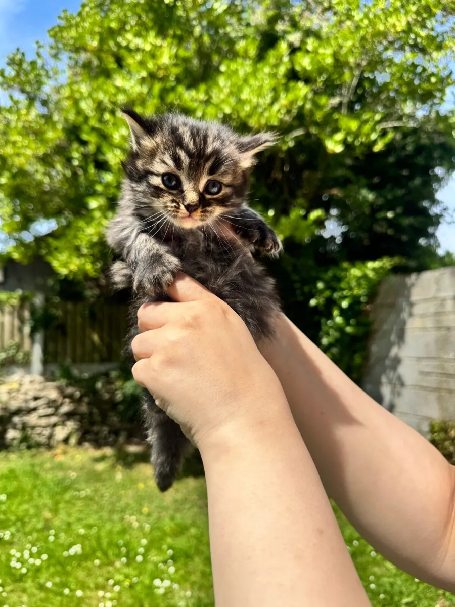 BEAUTIFUL MAINECOON/Tabby MIX BLUE EYES KITTIN - Image 4