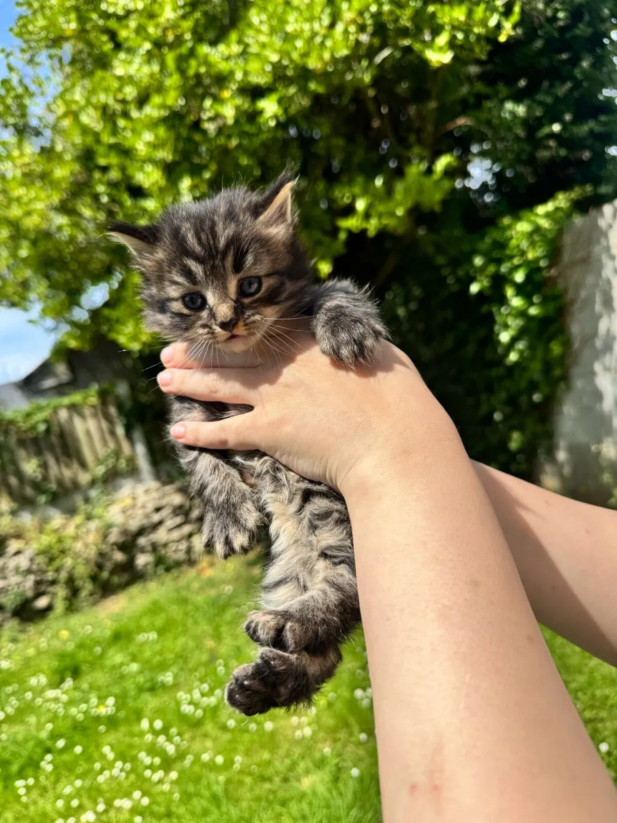 BEAUTIFUL MAINECOON/Tabby MIX BLUE EYES KITTIN - Image 2