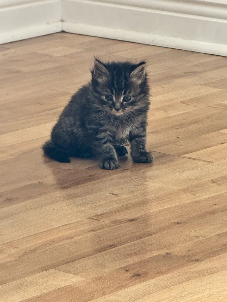 BEAUTIFUL MAINECOON/Tabby MIX BLUE EYES KITTIN - Image 1