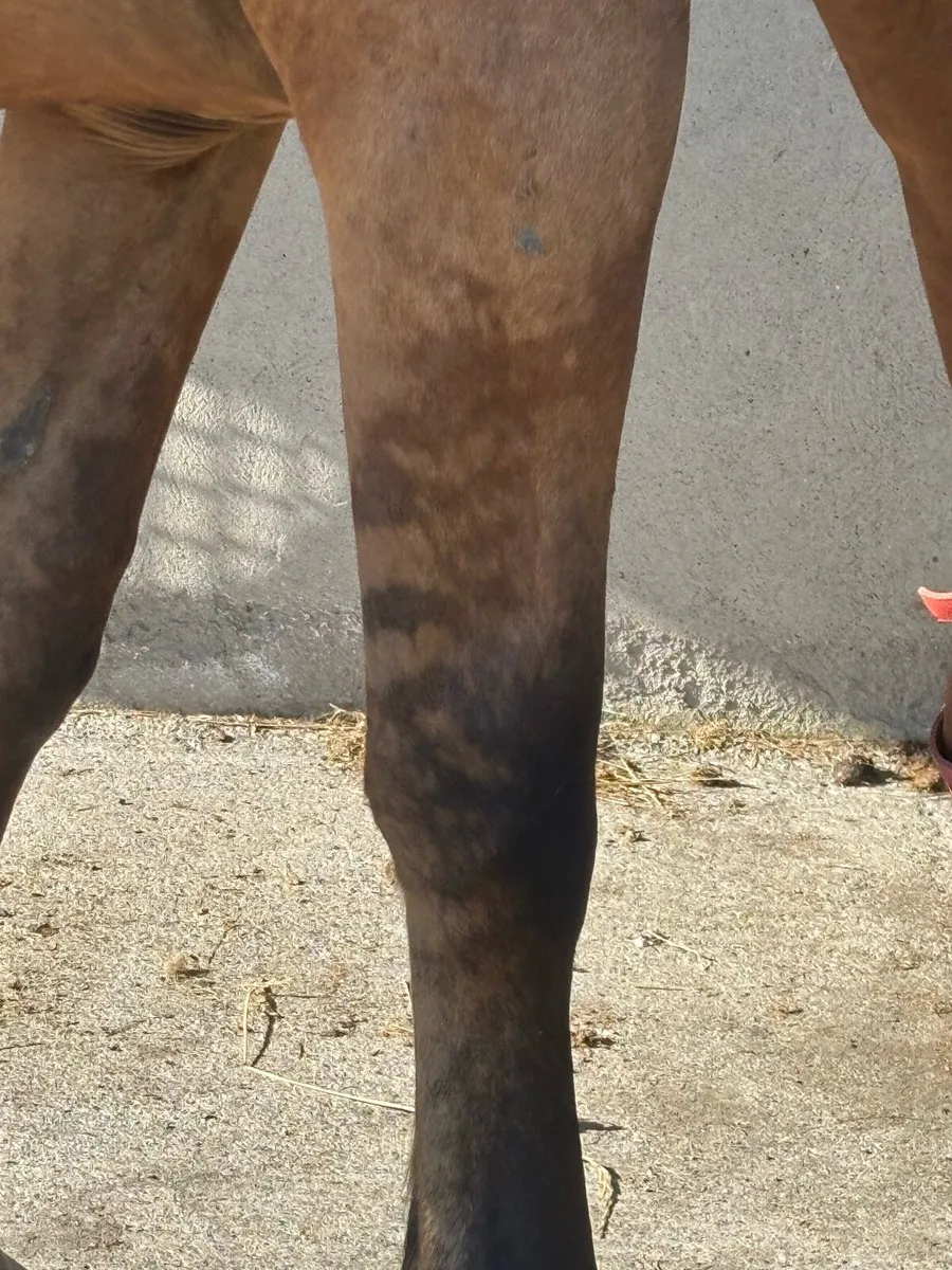 2yo Dun Gelding - Image 3