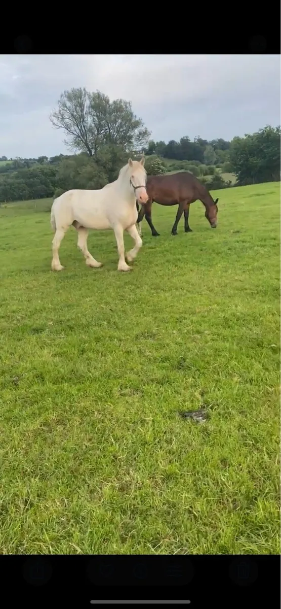 16.1 Cob Gelding - Image 1