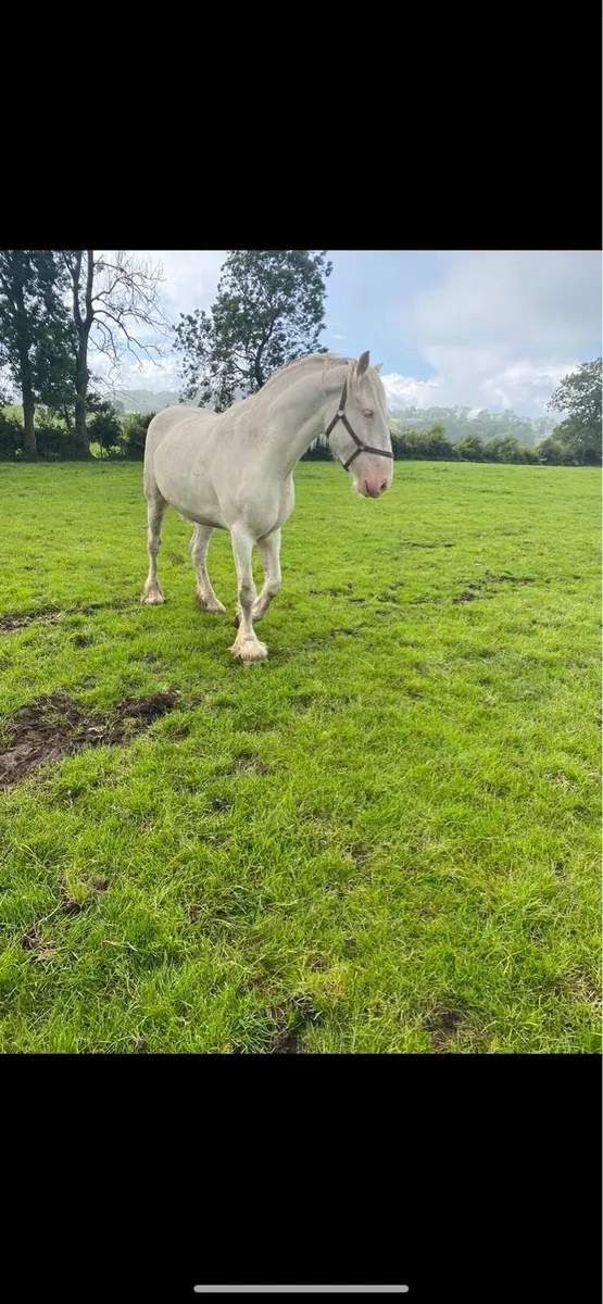 16.1 Cob Gelding - Image 2
