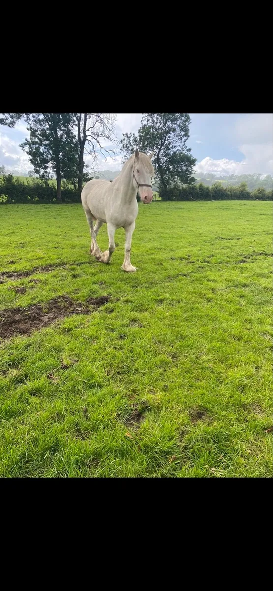16.1 Cob Gelding - Image 3