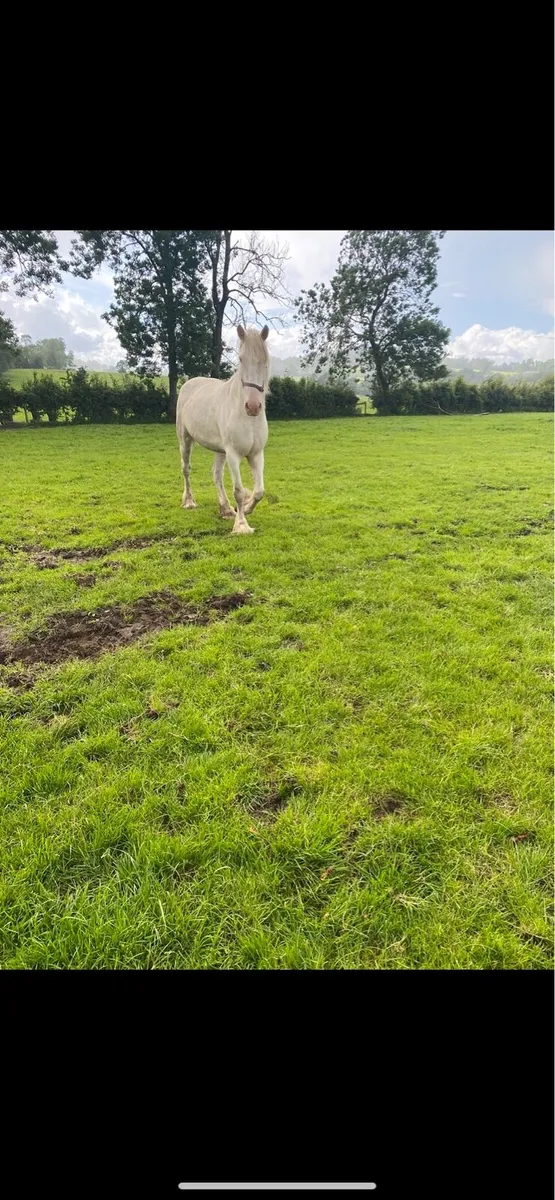 16.1 Cob Gelding - Image 4