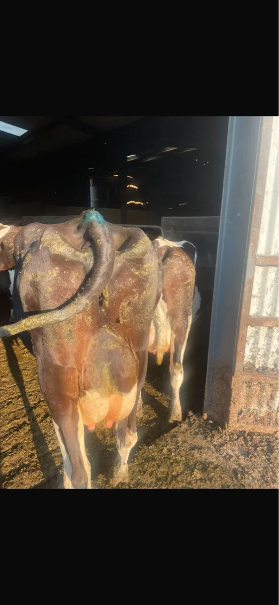 Milking cows - Image 2
