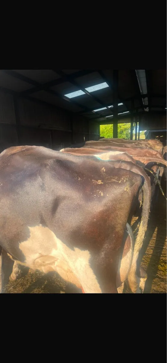 Milking cows - Image 3
