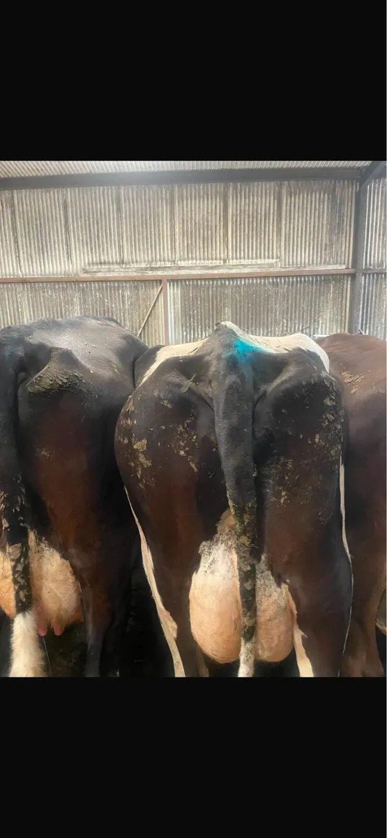 Milking cows - Image 4