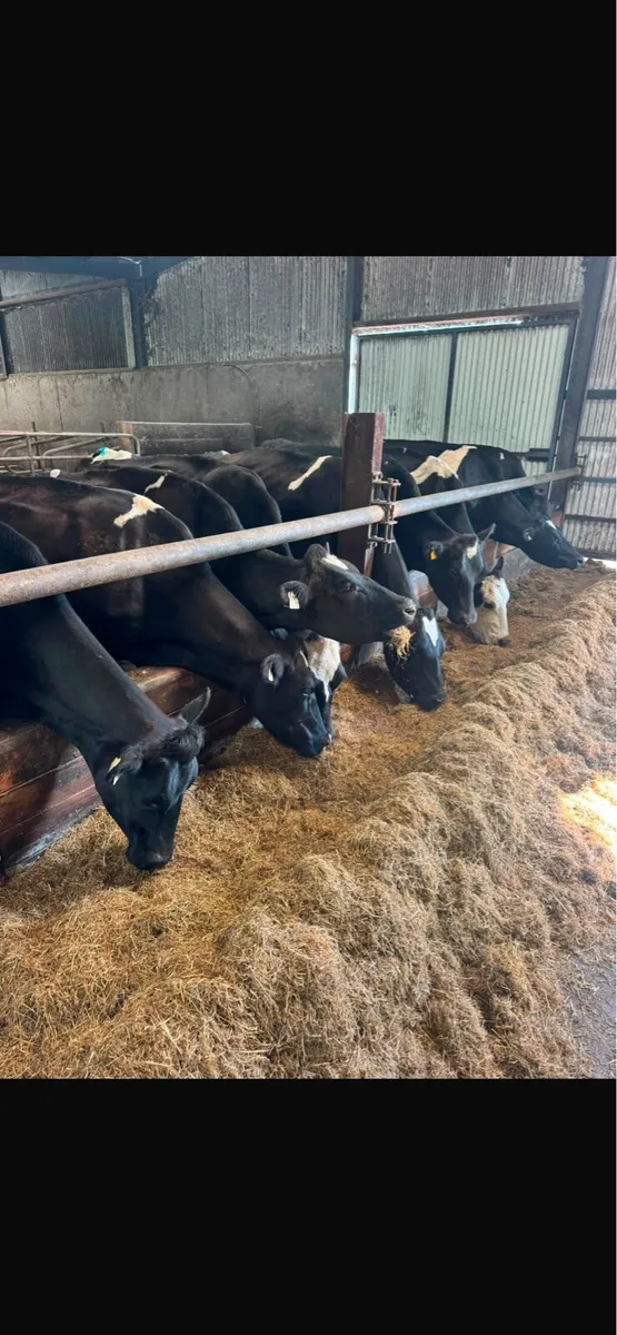 Milking cows - Image 1