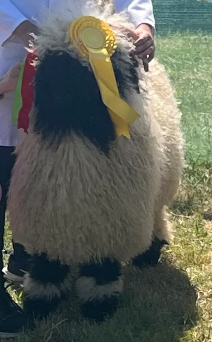 Valais Blacknose Sheep - Image 2