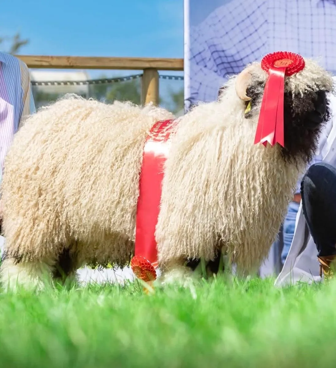 Valais Blacknose Sheep - Image 1