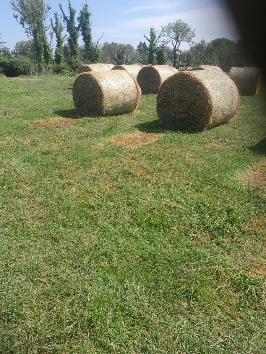 Organic hay - Image 2
