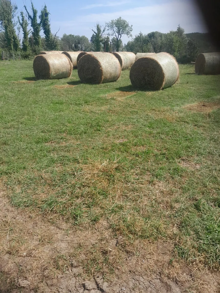 Organic hay - Image 3