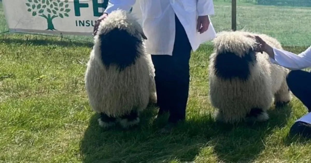Valais Blacknose Sheep - Image 3