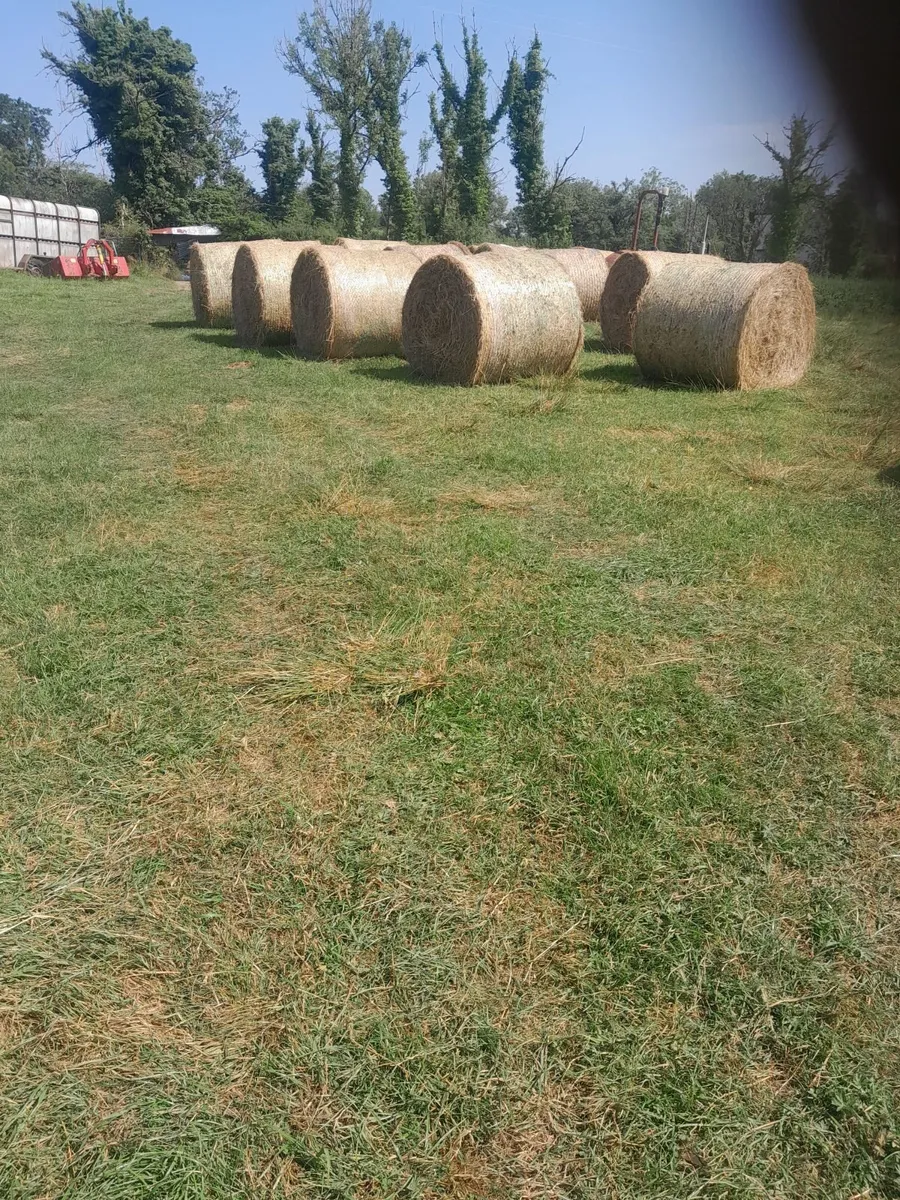 Organic hay - Image 4