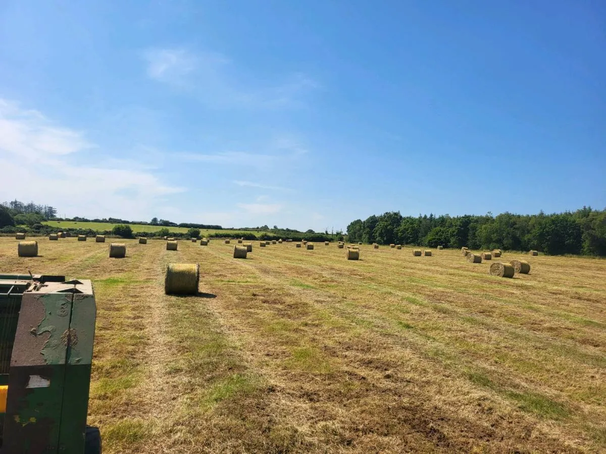 Hay - Image 1