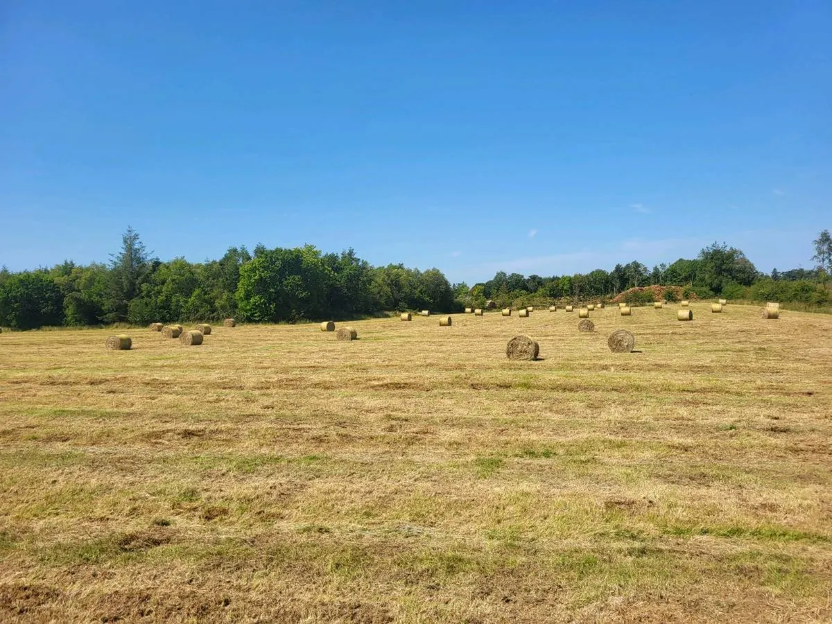 Hay - Image 2