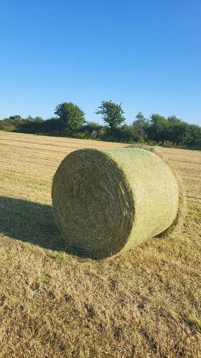Hay - Image 3