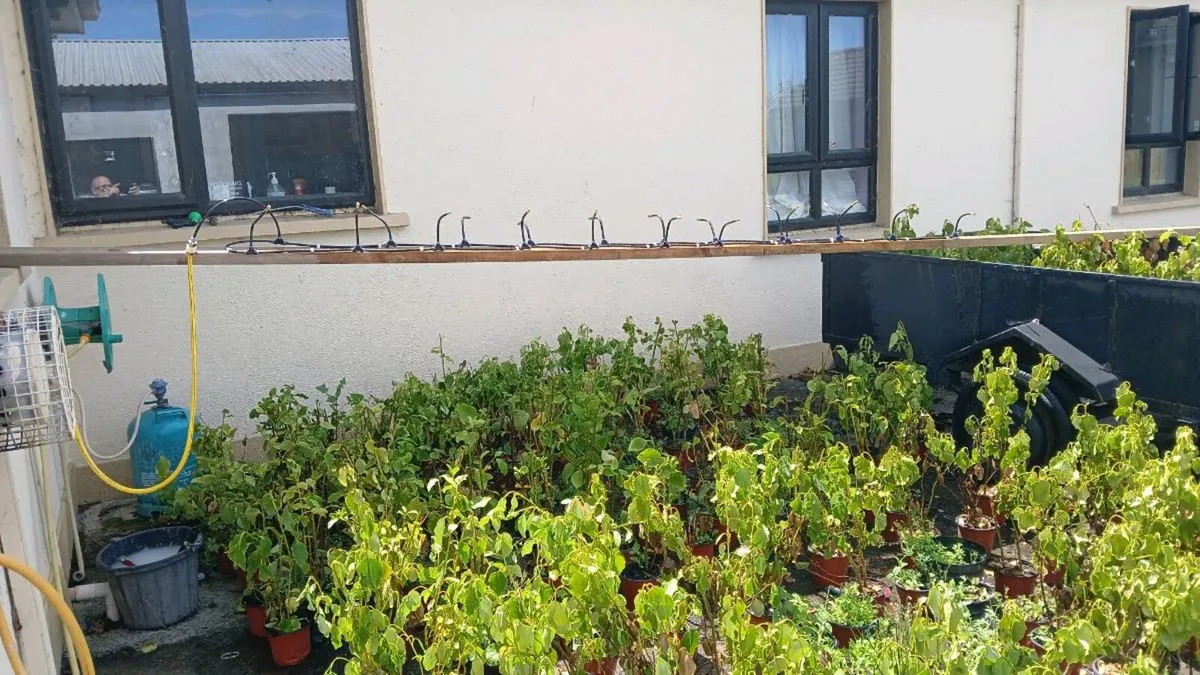 Griselinia trees SALE - Image 2