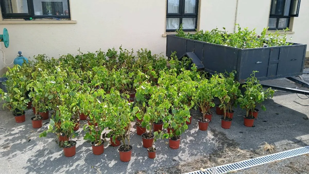 Griselinia trees SALE - Image 1