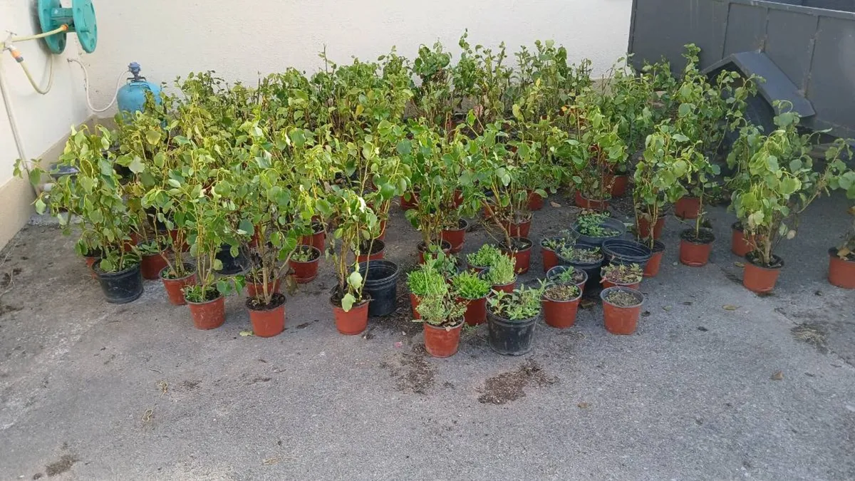 Griselinia trees SALE - Image 3